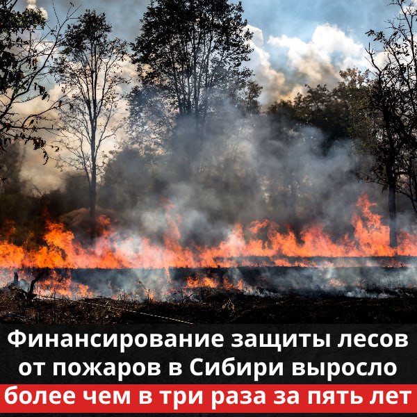 Финансирование защиты лесов от пожаров в Сибири выросло более чем в три раза за пять лет  За последние годы охрана лесов от пожаров в Сибири превратилась в настоящую битву за выживание экосистемы Но благодаря значительному увеличению финансирования результаты этой борьбы становятся все более впечатляющими Если в 2021 году на защиту сибирских лесов выделялось всего 2 7 миллиарда рублей то к 2025 году эта сумма выросла до 8 2 миллиарда рублей Эти дополнительные средства были направлены на укрепление авиаотрядов модернизацию техники и внедрение передовых систем раннего обнаружения пожаров Эффект от таких инвестиций уже заметен за последние пять лет количество лесных пожаров в Сибирском федеральном округе сократилось более чем в 1 4 раза Площадь пройденная огнем уменьшилась более чем в шесть раз по сравнению с 2021 годом с 135 5 тыс гектаров до 22 2 тыс гектаров Особенно впечатляет статистика 2025 года в округе было ликвидировано около двух тысяч лесных пожаров охвативших всего 81 1 тыс гектаров Это настоящий прорыв в борьбе с огненной стихией Такой успех стал возможен благодаря совместным усилиям Рослесхоза МЧС и других организаций Они не только увеличили финансирование но и внедрили новые технологии что позволило значительно повысить эффективность борьбы с лесными пожарами Эти достижения лишь начало Впереди еще много работы но теперь у нас есть все шансы защитить леса Сибири от пожаров и сохранить их для будущих поколений   Подписаться