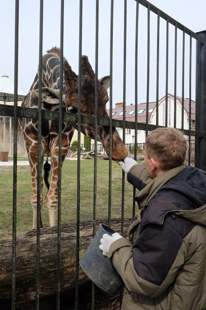Калининградский зоопарк возобновляет кормления жирафов Встречи будут проходить на главной аллее рядом с вольером тропических гигантов каждый четверг в 11 00 начиная с сегодняшнего дня Как и раньше в показательных кормлениях жирафов примут участие киперы и сотрудники отдела просвещения которые будут комментировать происходящее и отвечать на вопросы зрителей Платформу для интерактивного общения пока реконструируют Фото Калининградский зоопарк