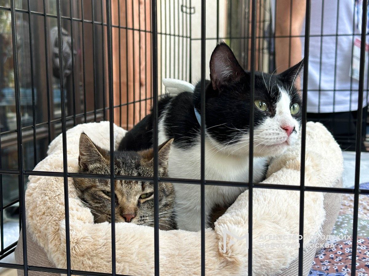 Взять кошку или собаку из приюта теперь можно через сервис Моспитомец Там есть анкеты животных из 13 городских учреждений а еще система фильтров чтобы подобрать друга по полу возрасту размеру и другим параметрам После того как выбор сделан надо будет записаться на встречу с будущим питомцем Найти нового лучшего друга можно по этой ссылке Подпишись на Агентство Москва Мы в МАХ