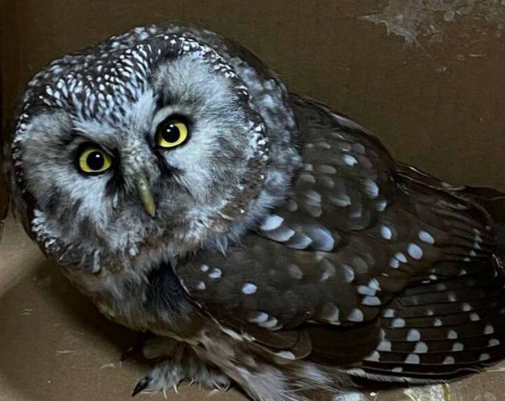 Маленькую сову спасли в Высокогорском районе Мимо проходила женщина и заметила что птица не может взлететь Она сразу обратилась в экстренные службы Сейчас специалисты заботятся о сове и оказывают ей всю необходимую помощь Присылайте нам новости через VTPnewsbot и вас услышат Подписаться на канал Мы в МАХ