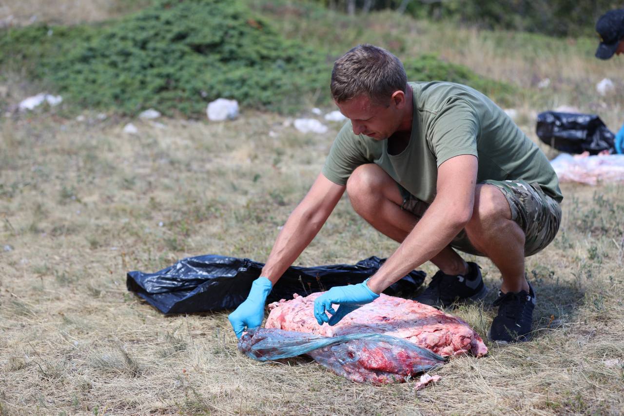 В Крыму прошла подкормка чёрных грифов и белоголовых сипов     Всего в 2025 году сотрудники Алуштинского лесоохотничьего хозяйства планируют провести 14 мероприятий по подкормке птиц. Главная цель —  поддержание популяции этих редких пернатых.    Подкормки проходят на плато горы Чатыр-Даг и Бабуган-яйлы с июня по октябрь дважды в месяц. На одну подкормку рассчитано 200-215 кг мясных кормов.   Чёрный гриф и белоголовый сип занесены в Красную книгу Российской Федерации и Красную книгу Республики Крым  #РеспубликаКрым