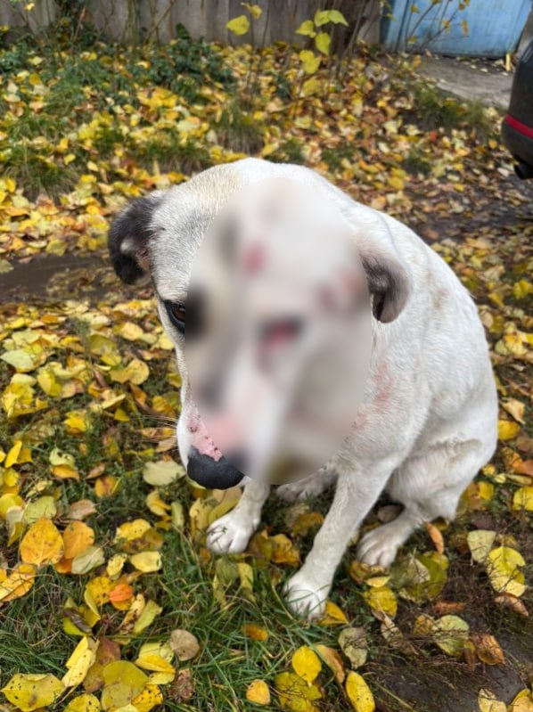 ОСТОРОЖНО ЖЁСТКИЕ КАДРЫ Неизвестный открыл огонь по женщине с собакой Всё произошло в лесу между поселком Орлов Лог и СНТ Изыскатель Горожанке удалось сбежать а вот животное пострадало одна из пуль попала в глаз Правоохранители проводят проверку Большой воронежский Подписаться И на всякий в Maх