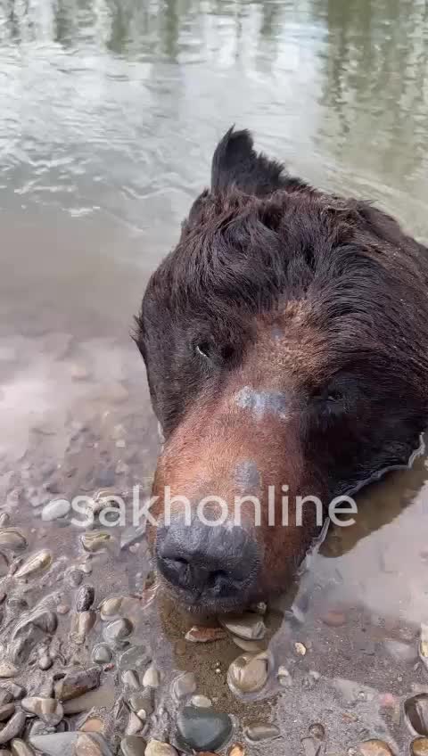 На реке Таранай найдено тело медведя, живой хищник замечен в окрестностях