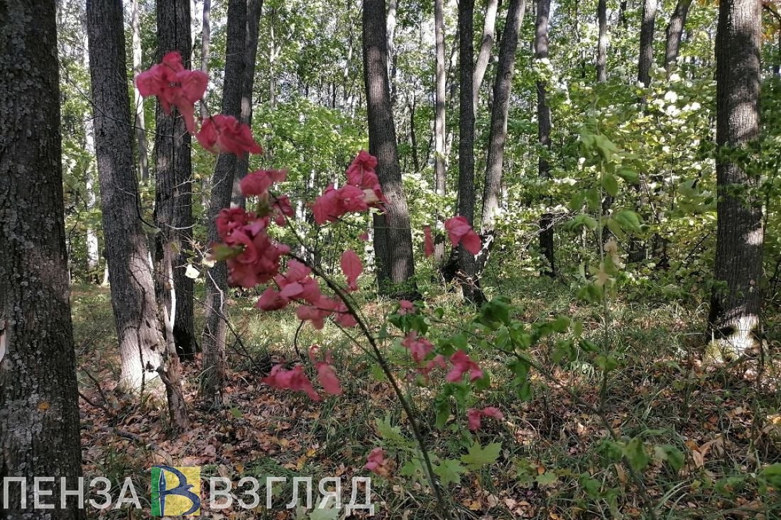 Пензенскую область вновь ждут погодные напасти   По данным Пензенского ЦГМС – филиала ФГБУ «Приволжское УГМС», 27 сентября прогнозируется желтый уровень погодной опасности. По региону днем ожидаются порывы южного ветра скоростью 15-18 м/с, а также заморозки в воздухе и на поверхности почвы 0, -2 градуса ночью и утром.  При усилении ветра жителям рекомендовали ограничить выход из зданий, находиться в помещениях, взять под особый контроль детей и не оставлять их без присмотра.  Для защиты от заморозков рекомендовано обеспечить укрытие сельскохозяйственных растений полимерной пленкой, нетканым материалом.    -Взгляд   Прислать новость