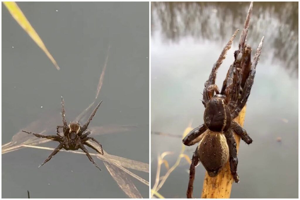 Какое то чудовище плывет видео с огромным пауком под Солигорском взбудоражило соцсети Пользователь сети Threads из Солигорска опубликовал видео от которого у арахнофобов мурашки побегут по коже Таких огромных пауков в Беларуси я еще не встречал комментирует автор Какое то он чудовище по воде плывет Прямо ко мне плывет Ты кусаешься или нет Он подводный Вот такой Надеюсь ты мне на лицо не прыгнешь В комментах тут же развернулась настоящая дискуссия по паучьему определению Один пользователь предположил что это аргиронета известный своим подводным колоколом гнездом Они подводное гнездо колокол делают и туда воздух носят Очень интересное создание Но более вероятная версия которую подсказали другие знатоки каемчатый охотник Dolomedes plantarius Это один из самых крупных пауков в Европе чей размах лап может достигать 7 8 сантиметров Он и правда охотится у воды может скользить по ее поверхности и даже нырять за добычей