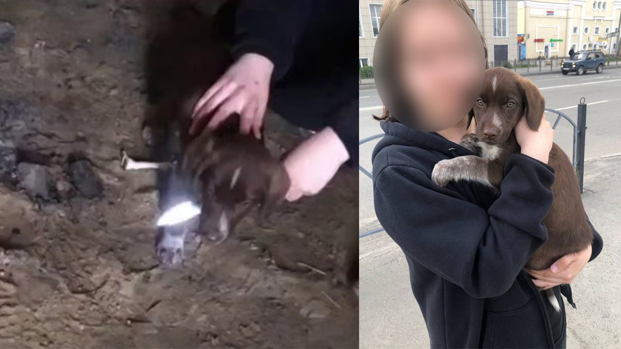 Омские школьницы жестоко расправились с щенком Омская полиция расследует зверские издевательства над щенком, совершенное двумя школьницами 2012 года рождения. Издевательства девочки совершали в недостроенном здании на улице Маяковского. Школьницы тыкали в щенка ножом, пытались перерезать горло и били беззащитное животное кирпичом по голове. По предварительным данным, щенка школьницы приобрели через интернет в минувшее воскресенье. Одна из девочек уже состояла на учете в подразделении по делам несовершеннолетних, вторая попала под надзор после инцидента. Родители обеих школьниц привлечены к административной ответственности по статье 5.35 КоАП РФ Неисполнение родителями или иными законными представителями несовершеннолетних обязанностей по содержанию и воспитанию несовершеннолетних . Решается вопрос о помещении девочек в Центр временного содержания несовершеннолетних правонарушителей.