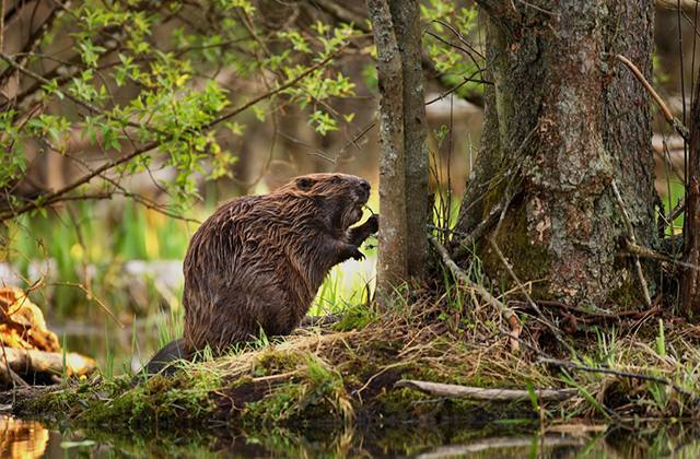 В Цюрихе создали горячую линию для жалоб на бобров На линии работают экологи задача которых успокаивать разгневанных граждан оценивать ущерб и возможные компенсации В Швейцарии возникла проблема с растущей популяцией бобров которые валят деревья строят плотины и создают подтопления и провалы на дорогах Ежегодно на покрытие ущерба от бобров правительство страны выделяет около 100 миллионов Подписаться на канал Telegram MAX Все наши каналы