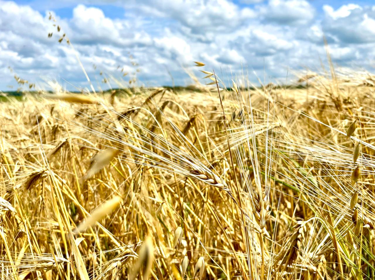 По данным министерства сельского хозяйства Тамбовской области в 2024 2025 годах с помощью беспилотных летательных аппаратов обработано более 12 5 тыс га сельскохозяйственных земель Услугой беспилотников воспользовались более 40 хозяйств области По словам экспертов применение дронов особенно актуально в периоды обильных осадков когда наземная техника не может проводить работы в поле по обработке посевов от сорняков бактерий и вредителей Отсутствие обработки может привести к потере урожая Тамбовские сельхозпроизводители все чаще используют в своей работе БПЛА так как это значительно снижает затраты на минеральные удобрения и средства защиты растений топливо а также трудозатраты Отметим что развитию применения систем беспилотных летательных аппаратов большое внимание уделяет президент страны Владимир Путин Наши новости в МАХ