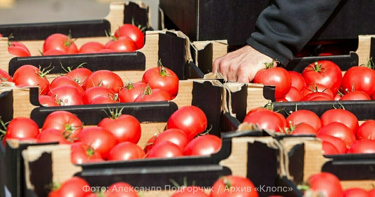 Перспектива Роста один из крупнейших производителей овощей в РФ может открыть новое хозяйство в Калининградской области Группа компаний Рост один из крупнейших производителей тепличных овощей намерен заняться выращиванием помидоров и огурцов в Калининградской области Для этого агрохолдинг зарегистрировал в Гусеве сою новую дочку Инвесторов привлекает в регион неосвоенный рынок Уровень самообеспеченности овощами в области составляет чуть больше 50 а их доставка из основной части страны сопряжена с массой трудностей Наиболее перспективным видится выращивание помидоров исключительно для внутреннего рынка В зависимости от объёма производства речь может идти о теплицах площадью 5 га или более крупного комплекса на 10 15 га Размер инвестиций в таком случае составит от 1 25 до 4 5 млрд рублей Некоторые специалисты отрасли предполагают что инвестор может заняться и выращиванием в регионе живых цветов Здесь созданы уже все логистические цепочки для этого направления