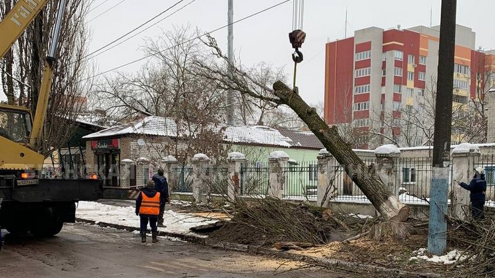 С начала года на территории города Брянска специалисты дорожного управления кронировали уже 400 деревьев. В эти дни коммунальщики кронируют липы по нечетной стороне проспекта Ленина, на участке от площади Партизан до улицы Емлютина.   Лесорубы поработали уже на улицах Красноармейской, Брянского Фронта, Горбатова, Костычева, Горького, Фокина, Ульянова, Почтовой, Литейной и многих других.   Кронирование и валка аварийных и больных деревьев проводится регулярно. Поскольку сухие и нависающие над проводами ветки и стволы могут представлять угрозу прохожим, автомобилям и зданиям.   Специальные комиссии на постоянной основе обследуют территории районов. По результатам формируется перечень деревьев, которые и будут взяты в работу. В планах на этот год значится санитарная обрезка 1 200 деревьев.  Фото: пресс-служба Брянской городской администрации