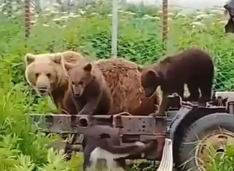 На одно из частных подворий в селе Усть-Большерецк заглянула медведица с двумя медвежатами, сообщили РАИ «КАМЧАТКА-ИНФОРМ» читатели. Видео появилось в соцсетях. Семейство деловито осмотрело во дворе разбитый грузовик. Дикие «техники», вероятно, занялись бы его починкой, но в дело вмешались хозяйские собаки, отогнавшие незваных гостей. Специалисты предупреждают, что снять видео похождений хищников, конечно, интересно, но в таких случаях необходимо проявлять осторожность и, в первую очередь, заниматься не съёмками, а позвонить в службу 112. Напомним, 22 июня медведь бродил по улицам посёлка Николаевка в Елизовском районе. Подробно: