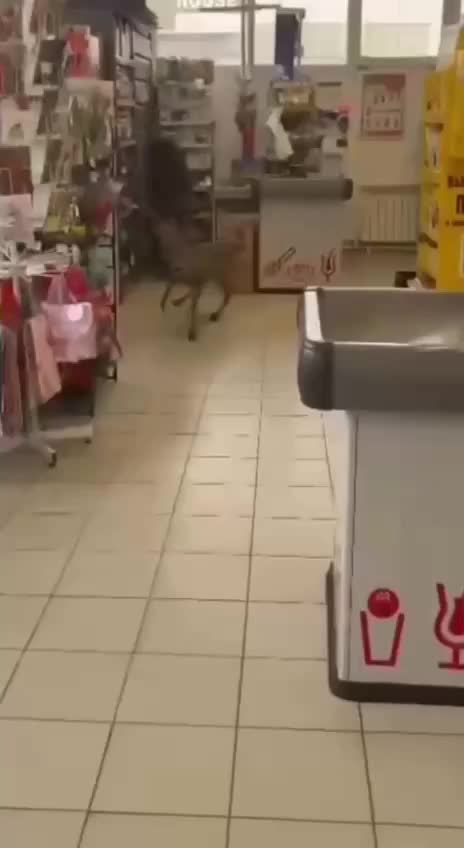Косуля заблудилась в магазине Магнит в Лермонтово