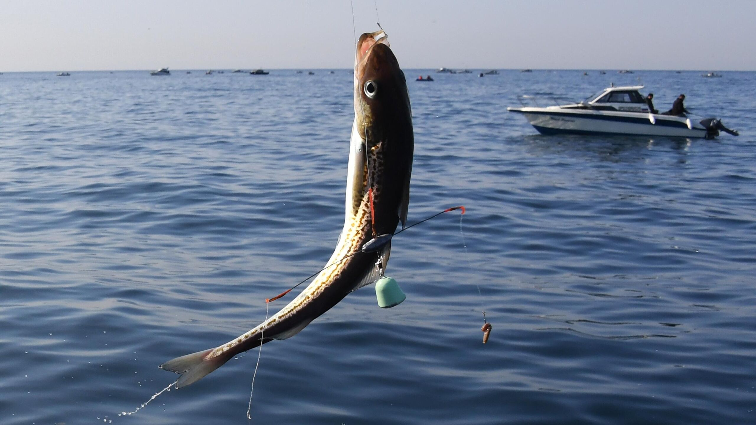 Минтай поставляет человеческому организму селен в тандеме с другими полезными элементами что делает его уникальным продуктом в борьбе со стрессом рассказала РИА Новости врач нутрициолог Екатерина Гузман Уникальность минтая заключается в том что он поставляет селен не в одиночку а в синергии с другими защитниками Тот же йод которым исключительно богат минтай работает в тандеме с селеном для здоровья щитовидной железы Все работает как умный конструктор рыба поставляет организму детали аминокислоты из которых тот сам собирает мощные средства защиты от стресса и выгорания становясь комплексной поддержкой организму сказала она Гузман объяснила что селен это компонент мощного антиоксидантного фермента Для взрослых особенно жителей мегаполисов селен становится защитой от профессионального выгорания на клеточном уровне помогая нервной системе противостоять хроническому стрессу и снижая токсическую нагрузку от плохой экологии