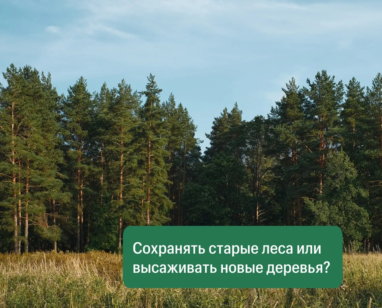 В Ведомостях вышла статья о лесовосстановлении в России с акцентом на проблемах так называемых корпоративных посадок Тематика посадок леса на пике популярности лес готовы высаживать все от городских властей до бизнеса Но без должного ухода мы получаем заброшенные неухоженные площади Директор системы Лесной эталон и Ассоциации НРГ член Общественного совета Рослесхоза Николай Шматков поделился реальной ситуацией в сфере лесных посадок Секрет успеха прост если не стоит задача вырастить лес там где он не может вырасти сам следует придерживаться линии сохранения старовозрастных лесов и естественного лесовосстановления Бизнес и каждый потребитель может внести реальный вклад в сохранение уже выросших лесов которые имеют огромную ценность для сохранения биоразнообразия и сдерживания негативных изменений климата В среднем каждый держатель сертификата Лесного эталона дополнительно сохраняет 285 га ценных лесов включая малонарушенные Подробнее о ситуации на нашем сайте