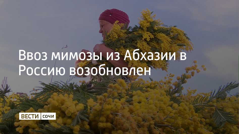 Россельхознадзор снял запрет на ввоз мимозы из Абхазии в Россию. Поставки цветов были возобновлены 2 марта.  "Товары, разрешенные к поставкам, относятся к 06 группе ТН ВЭД ЕАЭС: живые деревья и другие растения; луковицы, корни и прочие аналогичные части растений; срезанные цветы и декоративная зелень", – говорится в сообщении Южного регионального управления Россельхознадзора.  Контролем поставки займется Государственная инспекция по карантину растений. Запрет на ввоз мимозы из Абхазии был введен с 22 февраля.