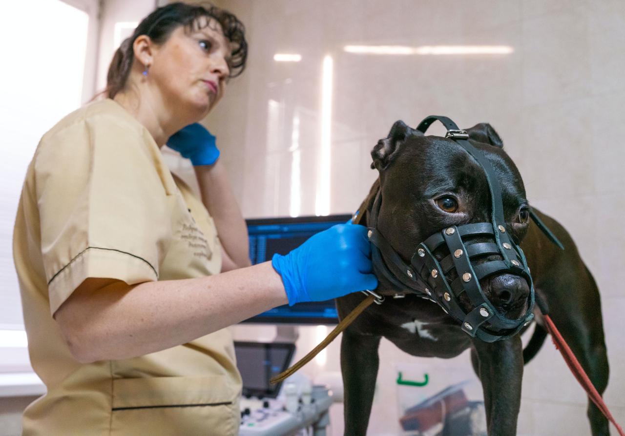 Челябинские ветврачи рассказали о правилах регистрации собак иностранцев С 1 января в Челябинской области введена обязательная регистрация домашних животных при этом чипирование является неотъемлемым этапом этой процедуры На Челябинской ветеринарной станции журналистам Гранада ТВ объяснили каким образом можно зарегистрировать привезенного из за границы питомца с чипом Идентификационный номер чипа можно найти в паспорте собаки которая была привезена из Турции в 2019 году и для его обнаружения используется сканер Ведущий ветврач визуальной диагностики и кардиолог ОГБУ Челябинская ветстанция Галина Бессарабова пыталась получить информацию о собаке по номеру чипа через международные базы AnimalFace и Animal ID однако ей не удалось найти необходимые данные поэтому собаку зарегистрировали в федеральной информационной системе Хорриот Повторное чипирование не производится а кошек чипировать не обязательно но их также необходимо регистрировать eugenejut