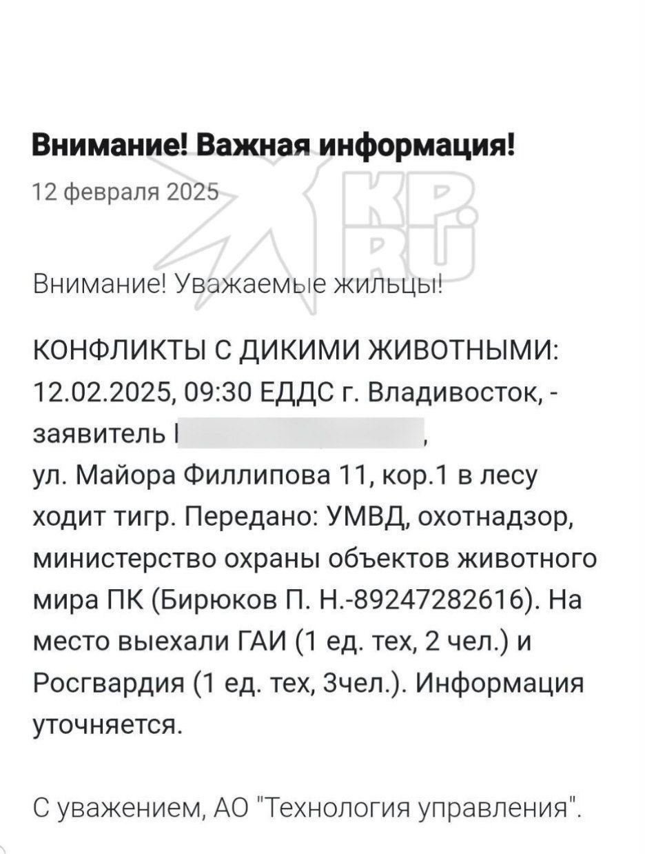 Во Владивостоке, в районе Снеговой Пади недалеко от Майора Филлипова, 11 корпус 1, местные жители заметили тигра.   В соцсетях появилось видео, где животное бродит среди деревьев, но разглядеть его сложно — возможно, это крупная собака.  Управляющая компания предупредила жильцов об опасности. На место выехали сотрудники ГАИ и Росгвардии.  Редакция VLADIVOSTOK1.RU обратилась за комментариями в полицию и охотнадзор, но там ситуацию пока не комментируют.  В Центре «Амурский тигр» информацию опровергли, заявив, что следы принадлежат собаке.   Между тем, в комментариях жители предположили, что это может быть тот же тигр, которого в начале января видели на территории базы отдыха «Лесная поляна» в районе Садгорода. Того хищника так и не поймали.  Фото и видео:     Подписаться