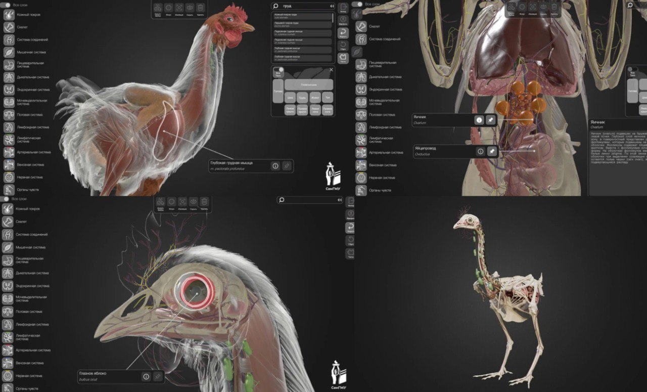 3D атлас но почему именно курица В Самаре сделали интерактивный атлас Курица домашняя Его разработали в медуниверситете вместе с аграрным вузом теперь студенты могут крутить птицу в 3D Не GTA конечно но органы можно рассмотреть слои отключить и даже почитать подписи на русском и латинском Атлас поможет учиться без натурных экспериментов и затрат Но со стороны выглядит это конечно забавно пока люди ждут очередь на МРТ месяцами у курицы уже есть полный 3D скан