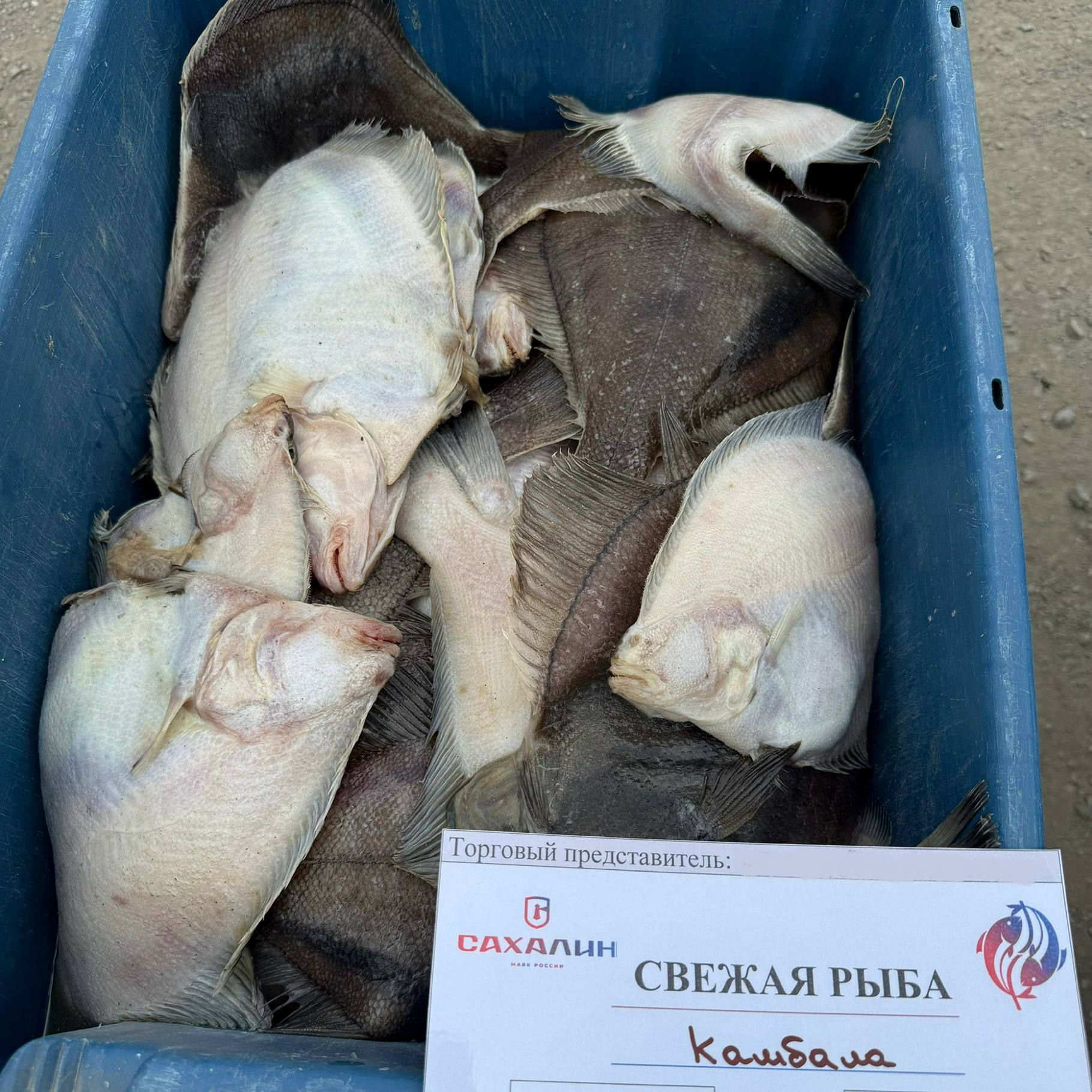 В сёлах Корсаковского округа продолжается продажа свежей рыбы по доступным ценам   Жители Новиково 28 июля приобрели свежую камбалу по социальным ценам.    Мероприятие организовано в рамках проекта «Забота. Защита. Уважение», который реализуется совместно администрацией округа и местными рыбодобывающими предприятиями.    - Покупаем свежую камбалу прямо в селе! Взяли сегодня несколько штук. Мясо белое, нежное, кости легко отделяются, без лишнего льда, - поделились местные жители.   Эта инициатива реализуется по распоряжению губернатора Сахалинской области Валерия Лимаренко. Главная задача программы - сделать свежую рыбу доступной для всех жителей островного региона.