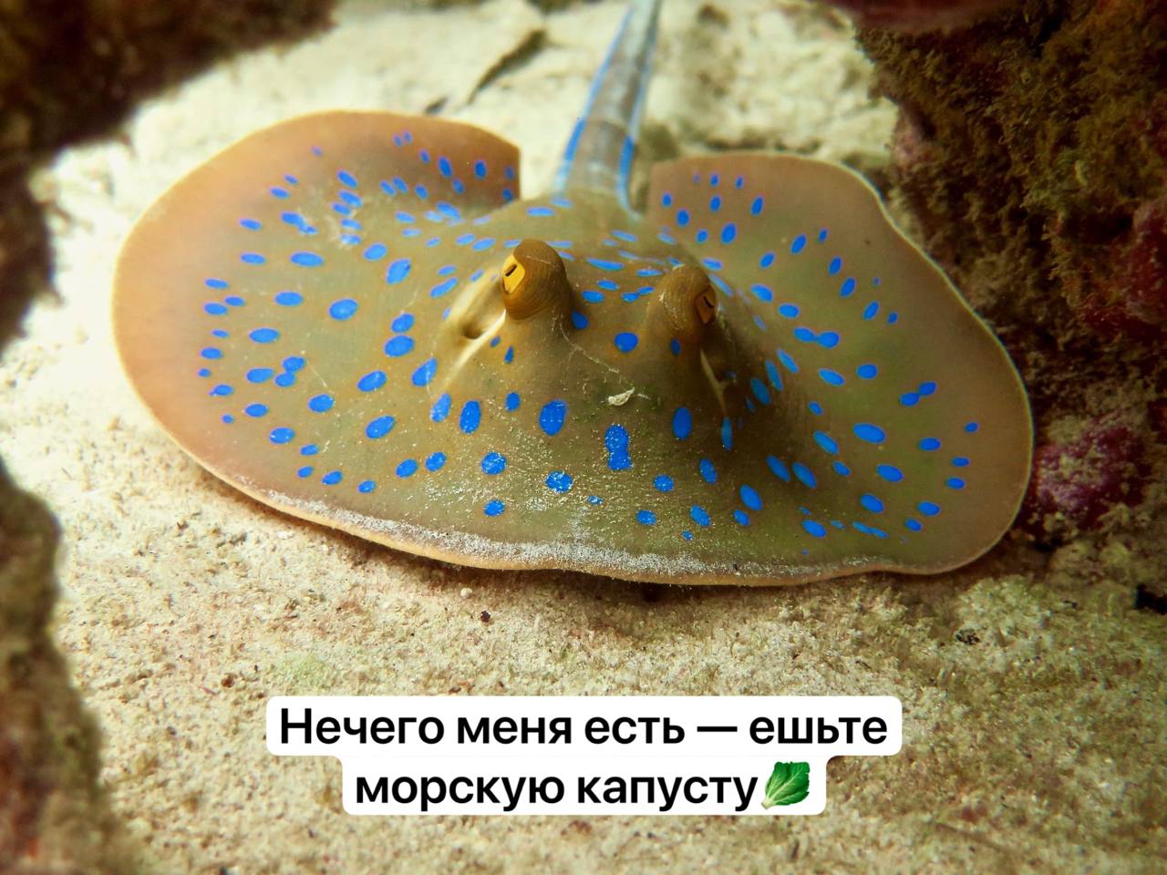 В Подмосковье врачи спасли 64 летнюю женщину которую уколол скат хвостокол Сын привёз домой экзотический продукт и женщина решила приготовить ужин Но во время разделки скат ответил уколол шипом из хвоста ядовитым как оказалось позже Женщина не придала этому значения и два дня лечилась йодом и жаропонижающим пока рука не распухла и не посинела Врачи Бронницкой больницы объяснили что яд хвостокола вызывает спазмы паралич и может привести к смерти Пациентке быстро провели лечение чтобы нейтрализовать токсин Подписаться Прислать новость