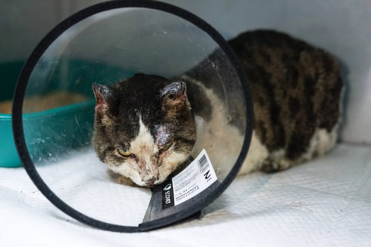 Выживший Кот по кличке Котя доказал что у котофеев действительно девять жизней Его нашли под завалами взорвавшегося дома в Ангарске через неделю после трагедии обожженного измученного но живого Котя жил в той самой злополучной квартире вместе с хозяином и собакой При взрыве мужчина погиб Пес сумел выбраться и убежал Его искали всем городом Нашли но увы уже мертвого Кота откопали позже совершенно случайно Никто не верил что там кто то мог выжить Сейчас Котю лечат в приюте Бобик и Барбос врачи ветклиники Прайд Каждый день обработка ран капельницы кислородная камера К Мистеру Пушистику понемногу возвращается аппетит Котю можно навестить в клинике Ангарска 10 й квартал 61 Также волонтеры с радостью примут помощь в виде корма и пеленок Когда котофей полностью вылечится ему будут искать новую семью После такого события он просто обязан прожить долгую и счастливую жизнь