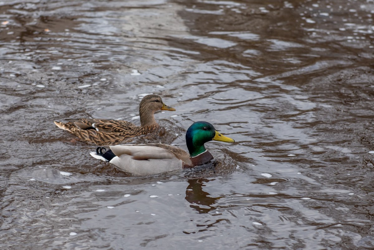 В НАО могут отменить запрет на охоту в 15 километровой прибрежной зоне сообщила Ирина Гехт Научно технический совет Минприроды России поддержал предложение об отмене действующих ограничений для 11 населенных пунктов округа Далее предстоит внести изменения в федеральные правила охоты После принятия поправок местные жители смогут официально занимаются традиционным промыслом Отмена ограничений учитывает права и потребности коренных народов Севера для многих из которых охота является основой традиционного хозяйства Подписывайся на Голос страны в МАХ