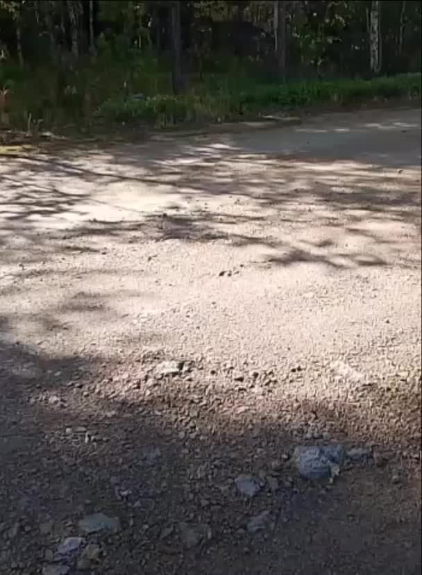Вырубка кедра в Красночикойском округе для строительства дороги: компания Разрезуголь соблюдает все нормы