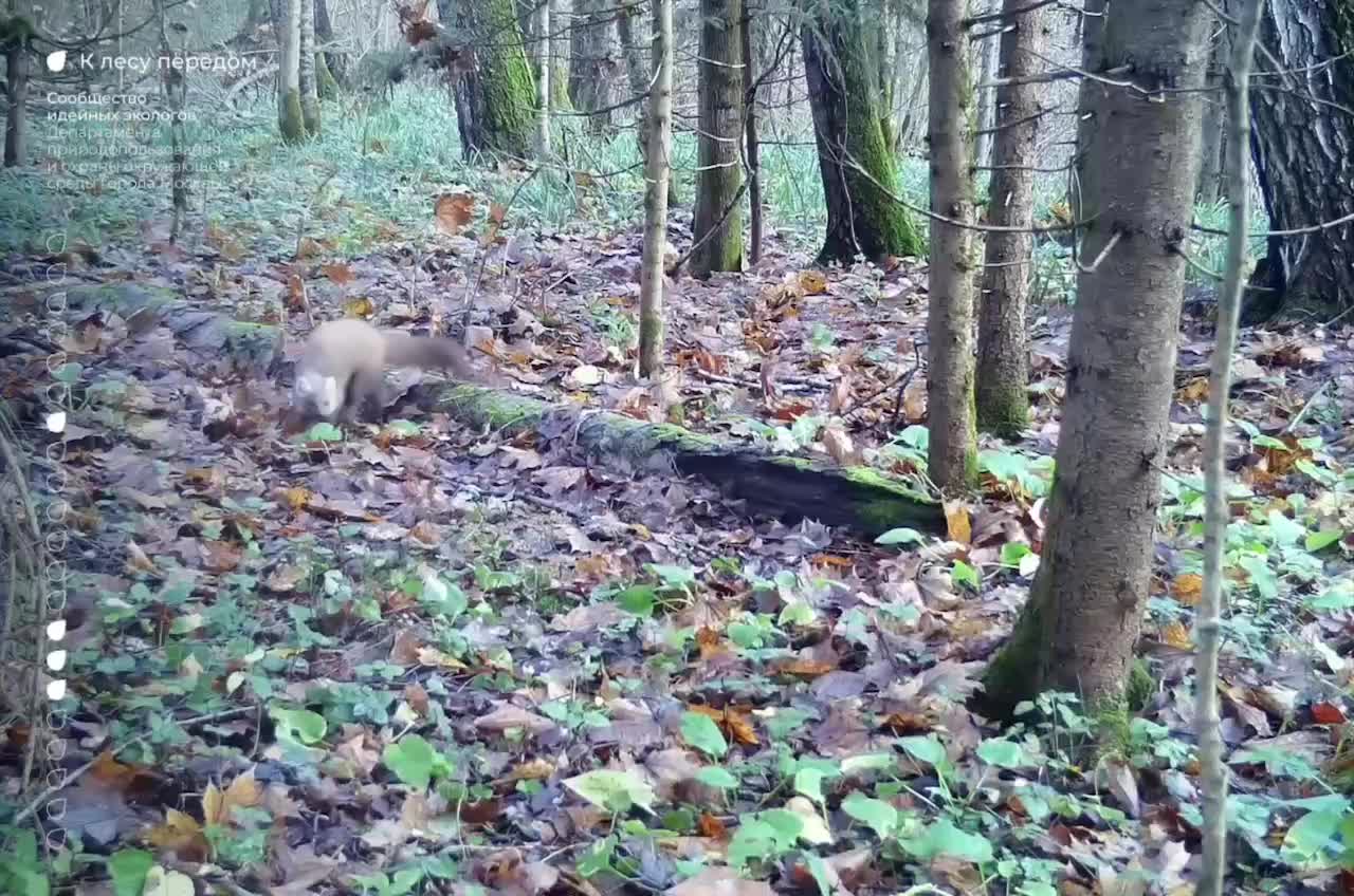 В Новой Москве зафиксирована краснокнижная куница