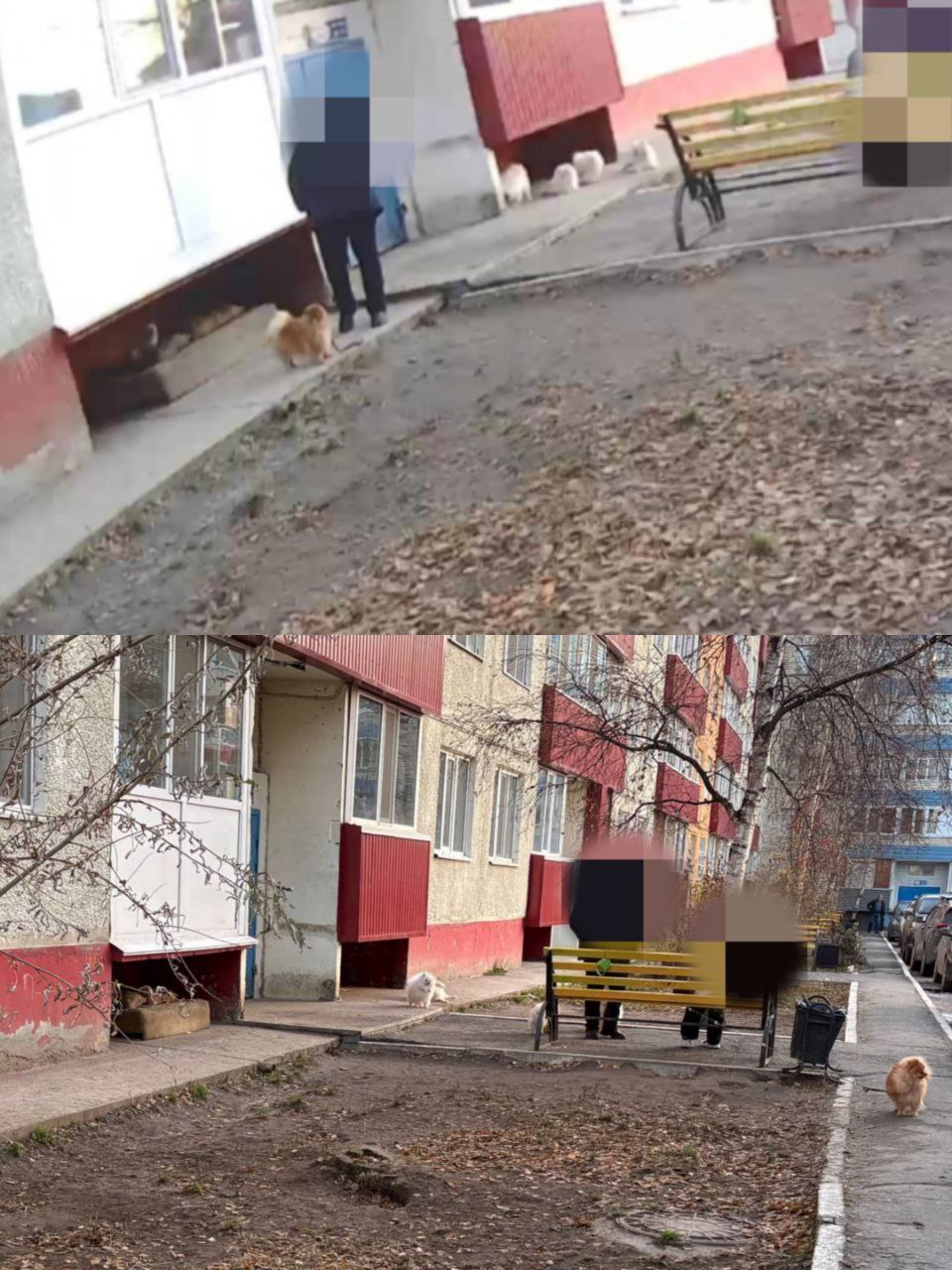 В Сургуте оштрафовали хозяйку 15 шпицев за выгул собак без поводка Жители одного из домов неоднократно жаловались на хозяйку 15 пушистиков они гуляли сами по себе и лаяли на прохожих На первый раз её привлекли к административной ответственности в виде штрафа в тысячу рублей Закон предписывает обязательность выгула собак высотой в холке менее 40 см на поводке За нарушение этого правила установлена ответственность в виде штрафа в размере от 500 до 2 тысяч рублей пояснили в Управлении по вопросам общественной безопасности администрации Сургута Фото из материалов дела Безопасный Сургут   t me bezopasnysurgut 1714 Подписаться Прислать новость SiTV в MAX