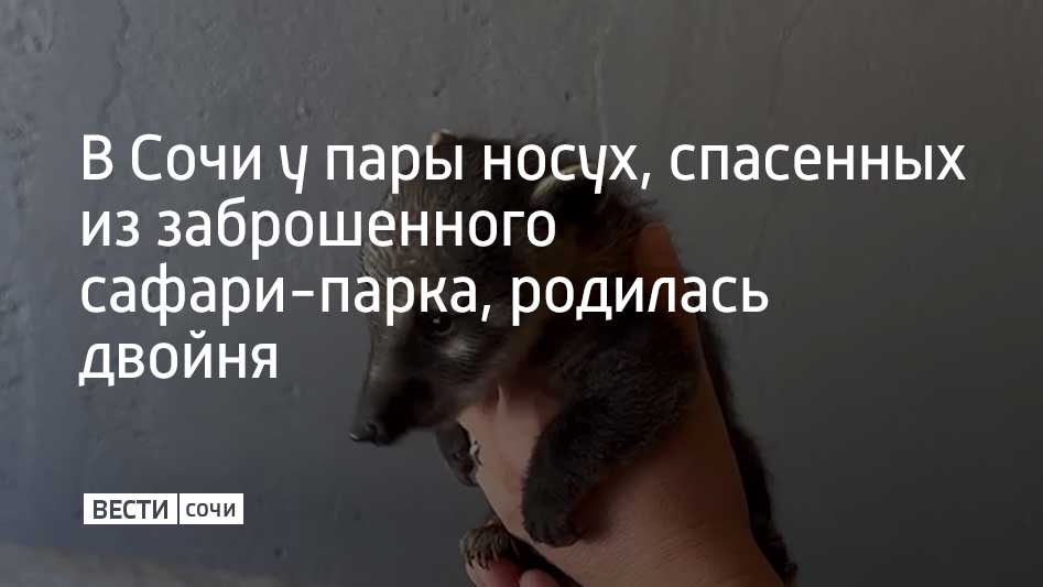 Потомство носухи Липа и Каштан дали еще в конце весны, но только сейчас пополнение удалось снять на видео. Мать кормит детенышей молоком, играет с ними и выводит на прогулку, рассказали в Сочинском географическом обществе.  Специалисты отмечают, что у Липы и Каштана родилась так называемая "Королевская двойня". Так называется рождение самца и самки в результате одной беременности. Название связано с тем, что в прошлом в королевских династиях такие роды считались идеальными: род мог одновременно продолжаться и по мужской, и по женской линии.  Носух спасли из печально известного сафари-парка в селе Ахштырь в феврале 2023 года. Тогда владельцы бросили без питания и ухода на произвол судьбы почти 500 особей зверей и птиц.