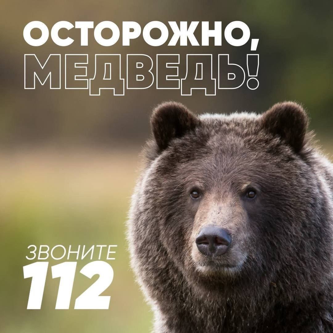 Управление Госохотнадзора сообщает что, 31.07.2025 во время проведения мониторинга  патрулирования  территории прилегающей к экотропе «Черный ключ», вблизи экотропы обнаружены следы бурого медведя.   Ситуация взята на контроль.  Просим граждан воздержаться от посещения данного участка и прилегающей местности.    ОБРАЩАЕМ ВАШЕ ВНИМАНИЕ!  С целью исключения агрессивного поведения, рекомендуем гражданам соблюдать меры безопасности и не приближаться к диким животным и тем более не пытаться их подкармливать.    В случае возникновения конфликтной ситуации, необходимо незамедлительно сообщать в службу спасения по телефону 112, для немедленного реагирования уполномоченными органами.