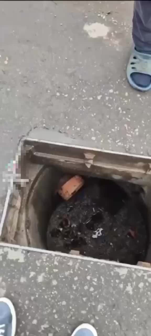 Неравнодушные люди спасли утят на ВДНХ