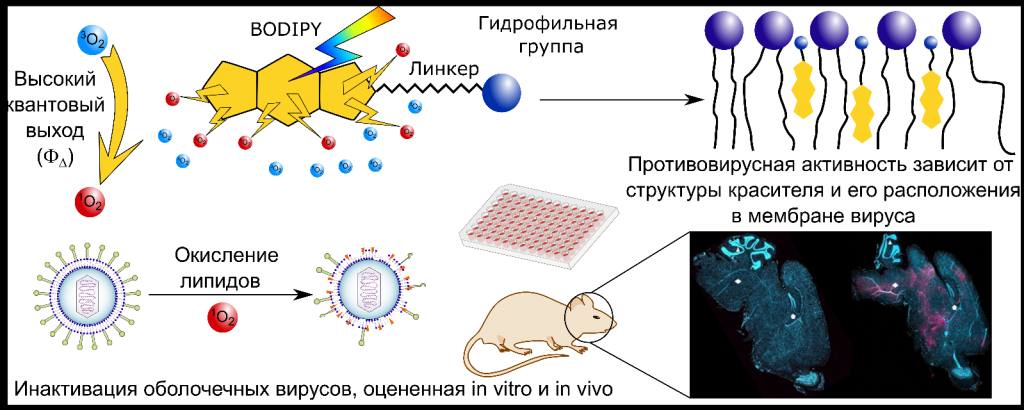Российские и чешские учёные получили противовирусные препараты широкого спектра действия  Исследователи из Московского государственного университета им. М.В. Ломоносова вместе с коллегами из российских и чешских научных учреждений синтезировали 35 новых соединений, которые повреждают мембраны вирусов, таких как вирус клещевого энцефалита и коронавирус, и предотвращают их слияние с клетками.   В качестве основы использовалось производное циклического фтор- и борсодержащего вещества BODIPY, способного проникать в мембраны оболочечных вирусов.  Препараты генерируют активные формы кислорода, разрушающие вирусные оболочки. Под действием зелёного света их эффективность возрастает более чем в 60 раз. Исследования показали, что обработанные вирусы теряли способность заражать клетки, а вирус клещевого энцефалита — инфицировать мышей.   Соединения могут использоваться для создания противовирусных препаратов и вакцин. В будущем авторы планируют разработать вещества, которые будут эффективны без облучения.  БиоТехнологии