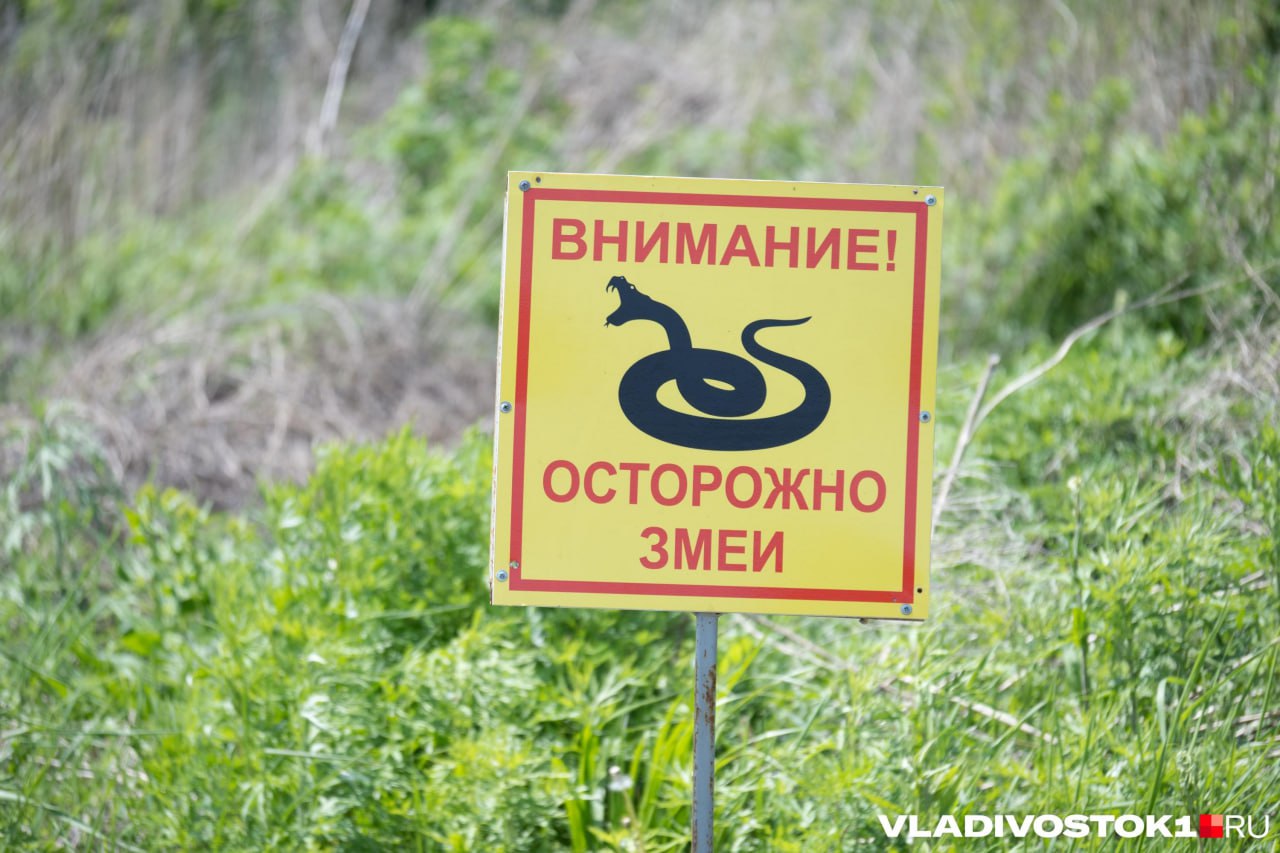 С начала года уже шесть человек обратились в больницу из-за укусов змей. Как нам рассказали в областном Минздраве, в каждом из случаев людям потребовалась госпитализация. Статистику по укусам ведет Роспотребнадзор, а обследованием и лечением пострадавших занимается токсикологический центр. Он функционирует на базе больницы № 33 в Нижнем. О состоянии пострадавших не сообщается, но сейчас пациенты получают всю необходимую помощь и лечение. Добавим, что змеи напали на нижегородцев в лесах Борского, Ветлужского и Дальнеконстантиновского районов. Так что при посещении этих мест стоит быть особенно внимательными. Подпишись Предложи новость