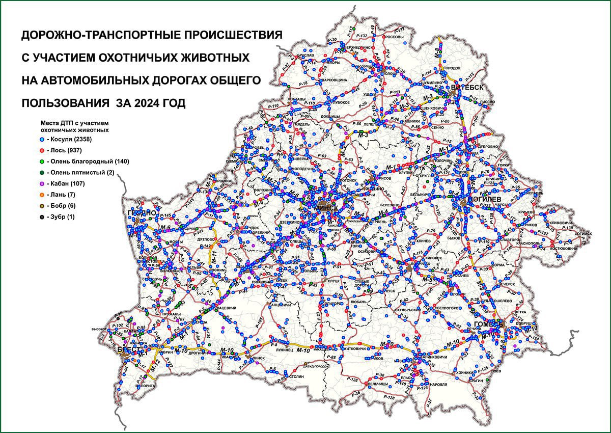 В Беларуси разработана карта-схема мест ДТП с участием диких животных  За основу были взяты данные за 2024-й год. Разработчиком карты выступил РУП «Белдорцентр».   По данным профильных ведомств, в  2024 году установлен 3771 факт обнаружения травмированных или погибших в результате ДТП охотничьих животных нормируемых видов, в результате которых пострадало 3835 таких животных. Среди них — косули, лоси, кабаны, благородные и пятнистые олени, лани, бобры и даже зубр.   — Подавляющее большинство ДТП с участием охотничьих животных зафиксировано на автомобильных дорогах — 3557 фактов, — или 94,3 процента их общего количества, — подчеркнули в РУП «Белдорцентр» важность профилактической работы. — Основные причины роста количества ДТП с дикими животными — увеличение интенсивности дорожного движения, а также рост поголовья копытных охотничьих животных.   Поддержать канал бустами   Inst  TikTok  ВК  OK  FB