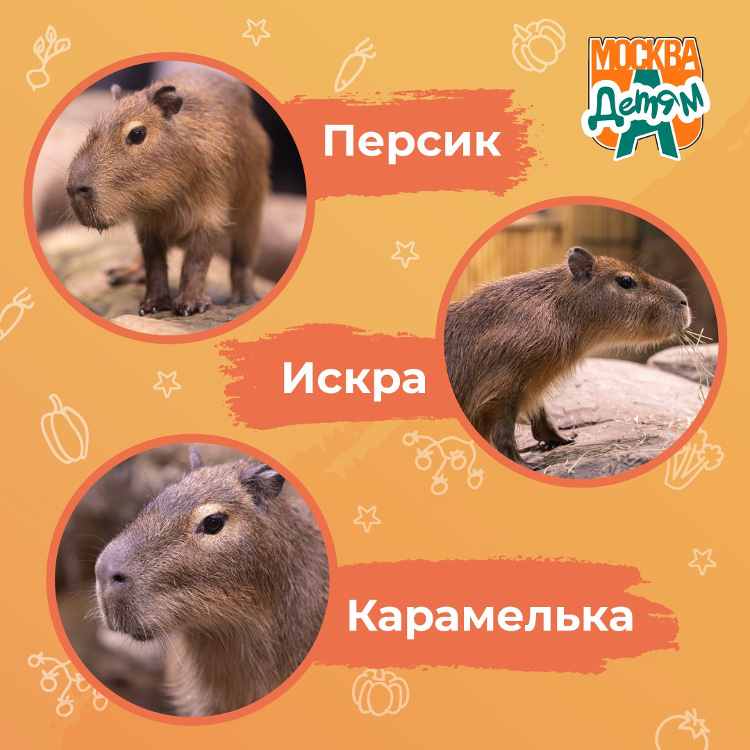 Юные москвичи выбрали имена для капибар из Москвариума Ребята приняли участие в опросе на платформе Активный гражданин детям и подарили имена маленьким грызунам Давайте с ними познакомимся Персик рыжий красавчик с пятнышком на боку за этот вариант проголосовали 62 ребят Искра малышка с игривым нравом и переливающейся на солнышке шёрсткой это имя понравилось 59 детей Карамелька самая дружелюбная и ласковая по нраву девочка капибара за этот вариант проголосовало 57 участников Посмотреть на малышей капибар можно в Москвариуме на ВДНХ techmos