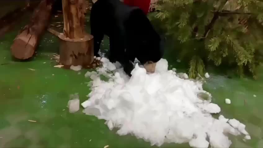 Малайские медведи впервые встретили снег в Московском зоопарке