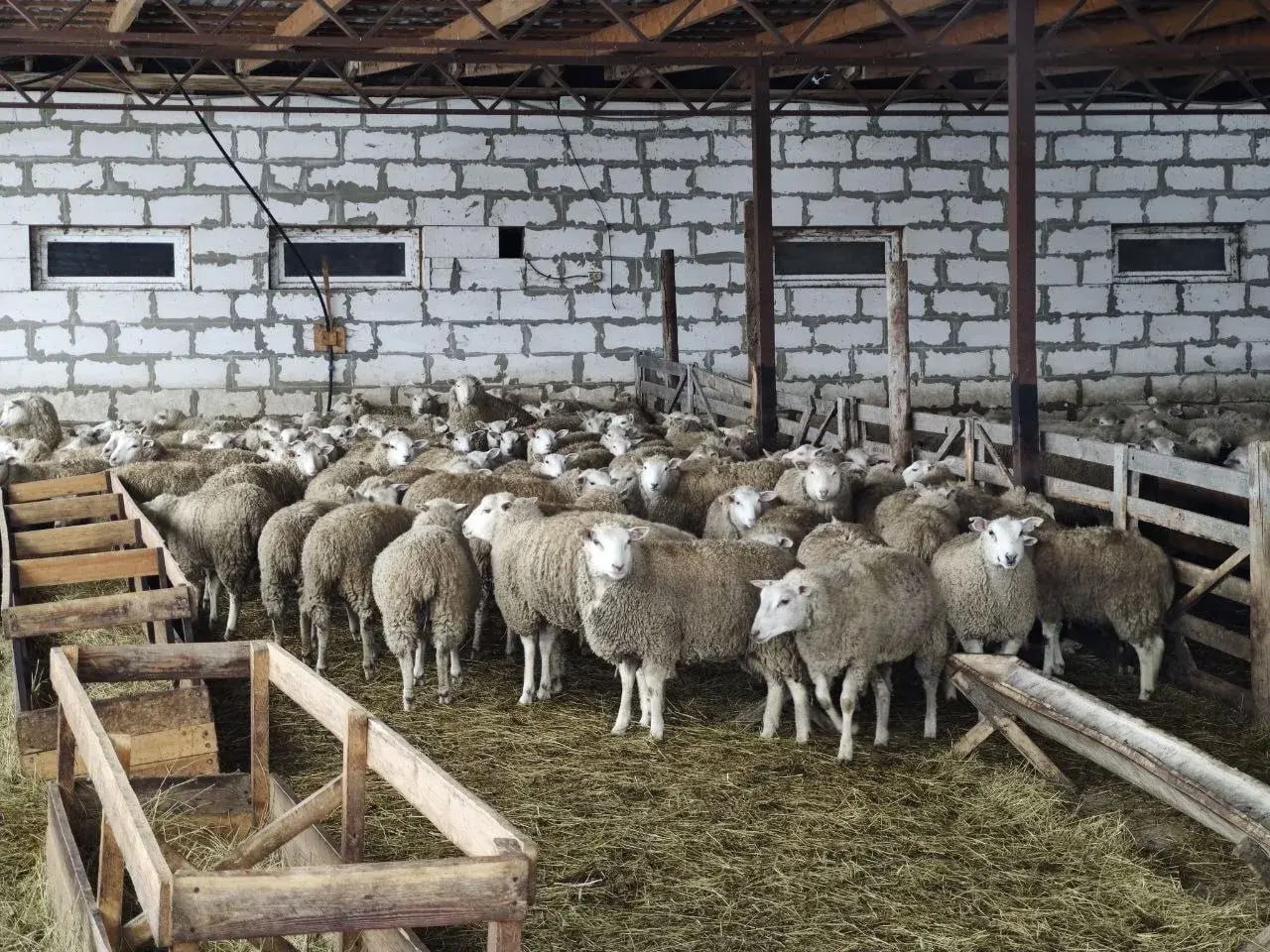 Аграрии Ставропольского края заготовили корма для успешной зимовки животных Во всех хозяйствах края созданы условия для сохранности поголовья и его дальнейшего воспроизводства Обеспеченность кормами и их правильное расходование создадут условия для благополучного прохождения этого периода На Ставрополье в зимовку вошло более 1 1 млн голов овец и коз 275 2 тысяч голов крупного рогатого скота из которых 129 5 тысяч голов коров В 2025 году для обеспечения животноводства края на зимне стойловый период было заготовлено 1 632 тыс тонн грубых кормов 356 тыс тонн сочных кормов 398 5 тыс тонн концентрированных кормов