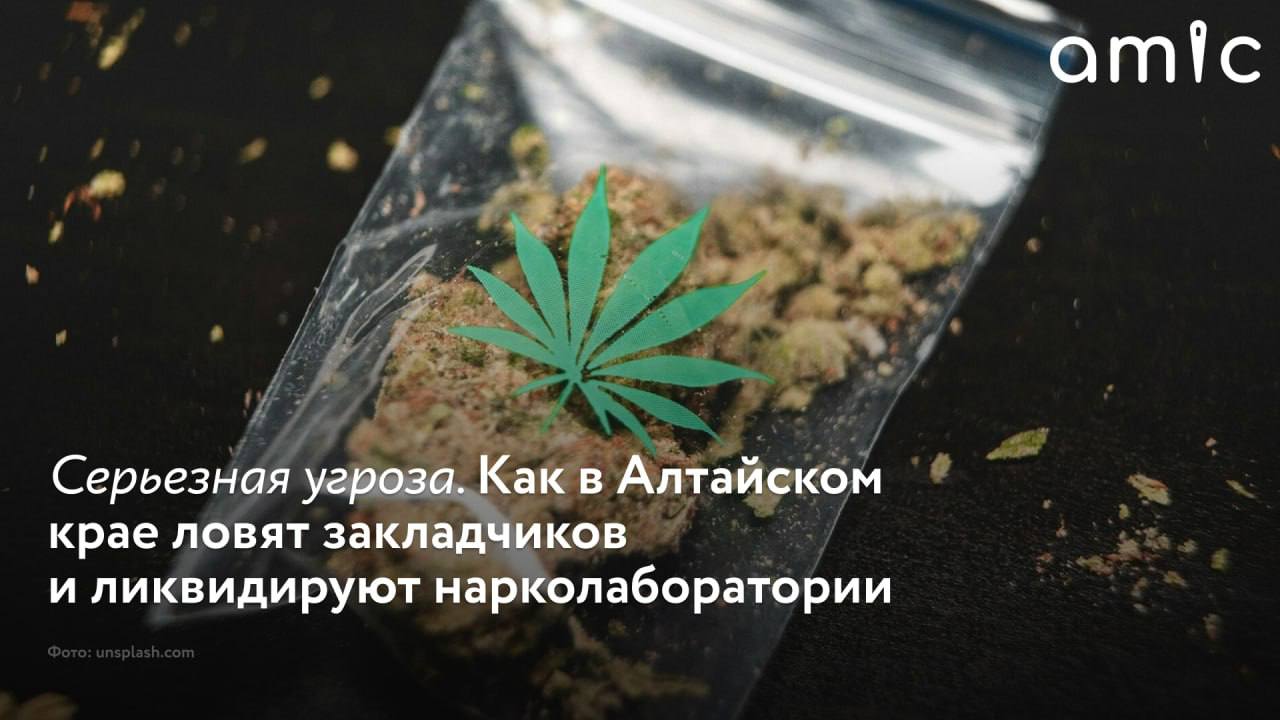За первую половину 2025 года в Алтайском крае зарегистрировали 1619 преступлений, связанных с незаконным оборотом наркотиков, из них 1383 – тяжких и особо тяжких. К уголовной ответственности привлекли 142 человека. Среди них есть подростки. За шесть месяцев текущего года полицейские ликвидировали три нарколаборатории. Большинство преступлений совершено с использованием IT-технологий, рассказала amic.ru секретарь региональной антинаркотической комиссии Елена Бодрова. "Основную угрозу по распространению наркотических средств в муниципальных образованиях края по-прежнему представляют участники преступных, а также этнических наркогруппировок, в основном использующие в своей деятельности информационные телекоммуникационные технологии", – пояснила Бодрова. О том, как в регионе борются с оборотом запрещенных веществ и что "светит" преступникам, – в материале amic.ru.