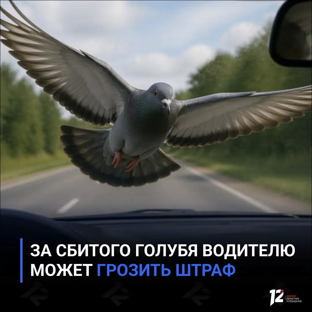 За сбитого голубя водителю может грозить штраф Юрист Юлия Павлова сообщила РИА Новости что за наезд на голубя предусмотрена компенсация 600 рублей за одну птицу Голуби относятся к охотничьим ресурсам поэтому их гибель подпадает под соответствующие нормы Кроме того такое столкновение считается ДТП Покидать место происшествия нельзя за это может грозить лишение прав или административный арест   Подписывайтесь на 12 канал в МАХ