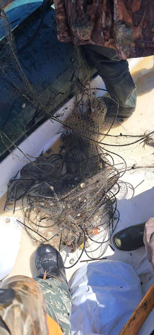 В Корсаковском районе сняли браконьерские сети на водоемах 8 мая в Корсаковском районе Сахалинской области в ходе контрольно-надзорных мероприятий на озерах Малое Чибисанское, Выселковое, Большое и Малое Вавайское сотрудники Корсаковского отдела государственного контроля, надзора и охраны водных биоресурсов обнаружили 7 ставных сетей, установленных для незаконного лова рыбы. Все орудия лова изъяты. В отношении неустановленных лиц составлены соответствующие протоколы. Госинспекторы напоминают, что браконьерство наносит серьезный ущерб экосистемам региона. В ходе рейдов они проводят профилактические беседы с рыбаками-любителями, разъясняют правила рыболовства и вручают памятки — особенно в период прохождения лососевой путины.