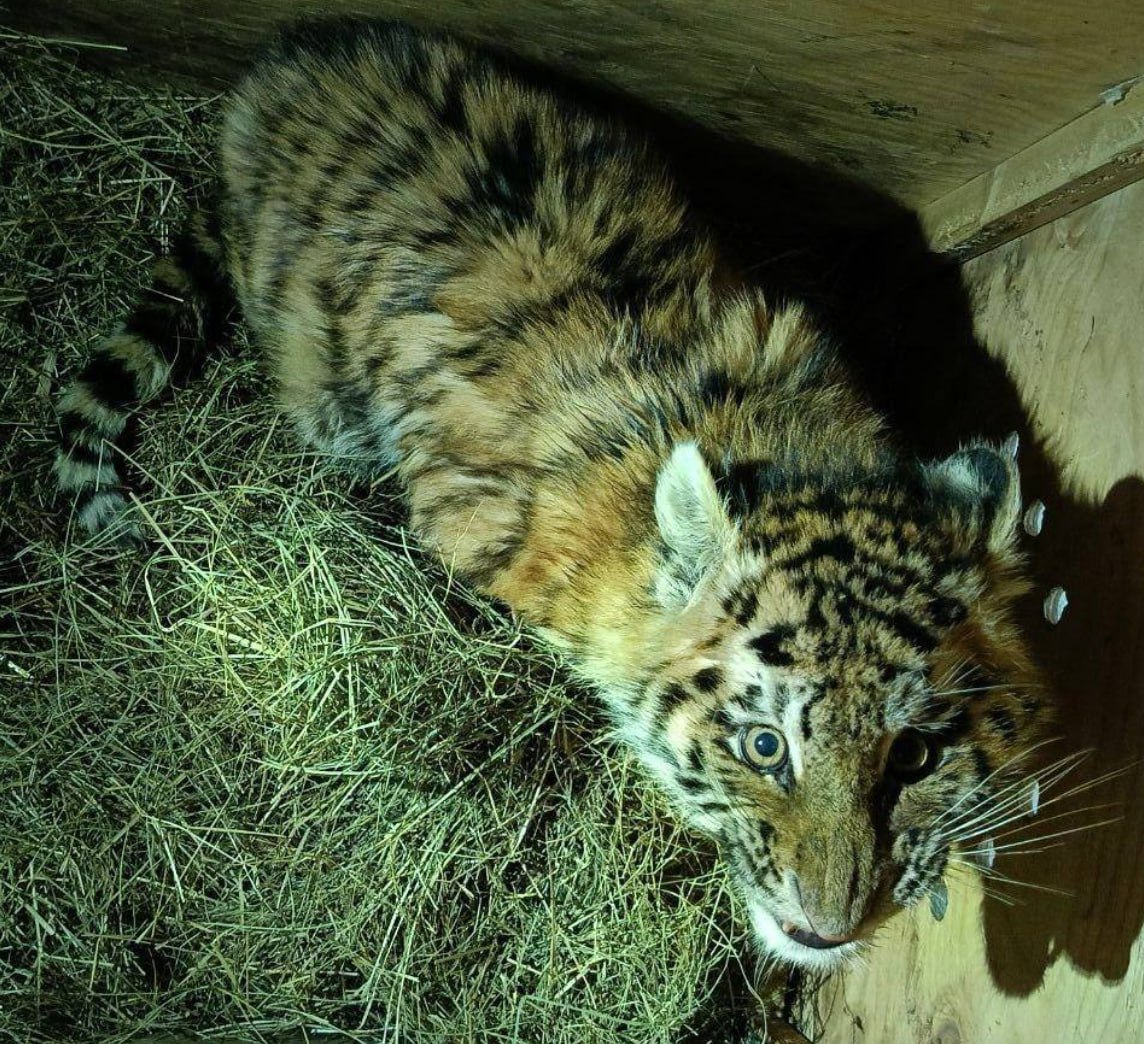 Корифей Хабаров На трассе под Комсомольском спасли детёныша амурского тигра На дороге Комсомольск на Амуре Николаевск на Амуре жители заметили ослабленного тигрёнка Детёныш лежал у обочины истощённый и без матери Очевидцы сообщили в охотнадзор и инспекторы оперативно доставили животное в Хабаровск Сейчас за ним ухаживают специалисты центра Амурский тигр которые взяли на себя содержание и ветеринарное наблюдение После обследования места находки взрослых тигров рядом не обнаружили малыш вероятно остался сиротой Его поместили в вольер Службы по охране животного мира края Тигрёнок оказался самцом и ветеринары дали ему имя Тимоша Сейчас он чувствует себя значительно лучше ест с аппетитом и набирает силы под постоянным наблюдением специалистов Подписывайтесь на подробнее на канале Корифей Хабаров