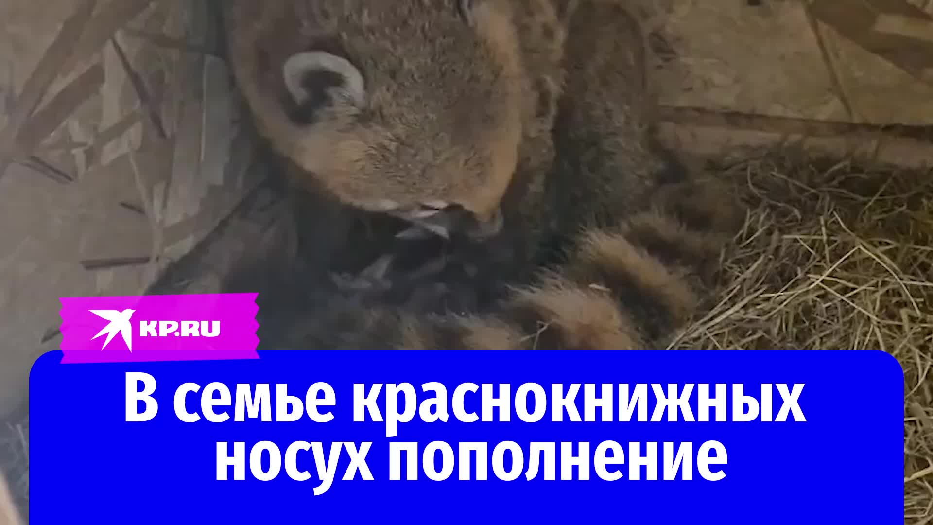 В Сочи родились детеныши редких носух