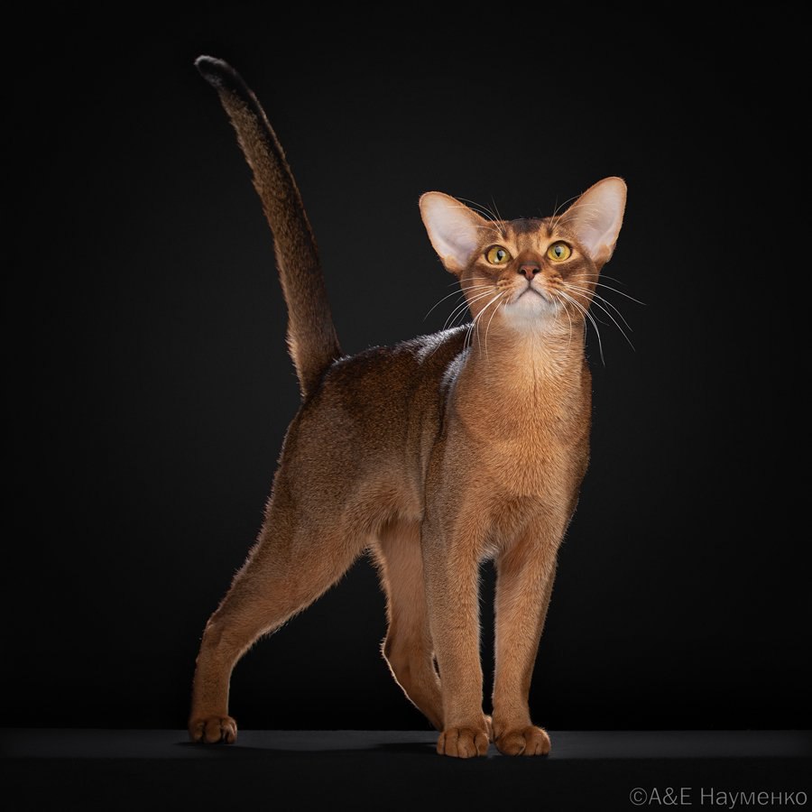 Кот из России стал самым красивым представителем кошачьих в 2025 году Абиссинец набрал более 19 7 тысячи баллов и уверенно обошёл конкурентов Второе место заняла шотландская вислоухая кошка из Таиланда у неё 18 5 тысячи баллов Рейтинг составила Всемирная федерация кошек Всего в конкурсе участвовали около 1 5 тысячи котеек со всего мира конкуренция была серьёзной Интересно что и в предварительном рейтинге на 2026 год снова лидирует питомец из России Сейчас первое место занимает британская короткошерстная кошка у которой уже 550 баллов котики правят миром Фото Всемирная федерация кошек