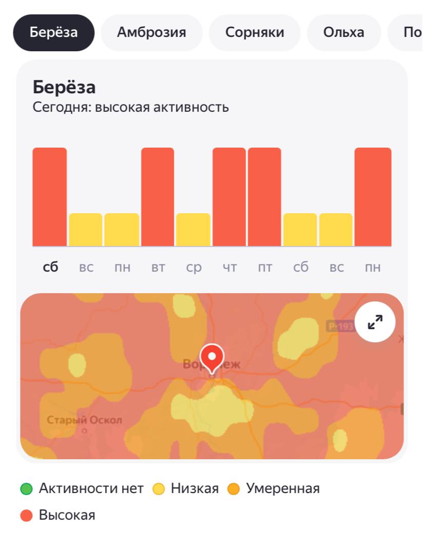 Аллергики сегодня снова страдают В Воронеже высокая активность пыльцы берёзы. Свободно вздохнуть можно будет в воскресенье и понедельник – риск аллергии будет ниже. Большой воронежский. Подписаться