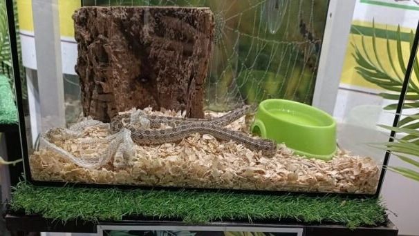 Джунгли вне закона массу нарушений нашли в контактном зоопарке в Воткинске Контактный зоопарк Мир джунглей работал в Воткинске всего десять дней с 5 по 15 февраля но за это время успел привлечь к себе внимание надзорных органов Проверка управления Россельхознадзора и городской прокуратуры нагрянула в торговый центр Айсберг где размещался контактный зоопарк на прошлой неделе 13 февраля Выяснилось что организатор незаконно использовал рептилий в культурно зрелищных целях Организатором террариума является ИП Ахмедов М А у которого лицензия на содержанию и использованию животных в зоопарках зоосадах цирках зоотеатрах дельфинариях океанариумах отсутствует Также были выявлены многочисленные нарушения отметили в Россельхознадзоре За животными должным образом не ухаживали кормили непроверенными кормами и не защищали от болезней С ветеринарным специалистом организатор выставки даже не заключал договор Напомним это далеко не первый случай когда выявляются нарушения в контактных зоопарках которые приезжают на гастроли в Удмуртию Как правило проверки проходят после того как тревогу начинают бить защитники животных