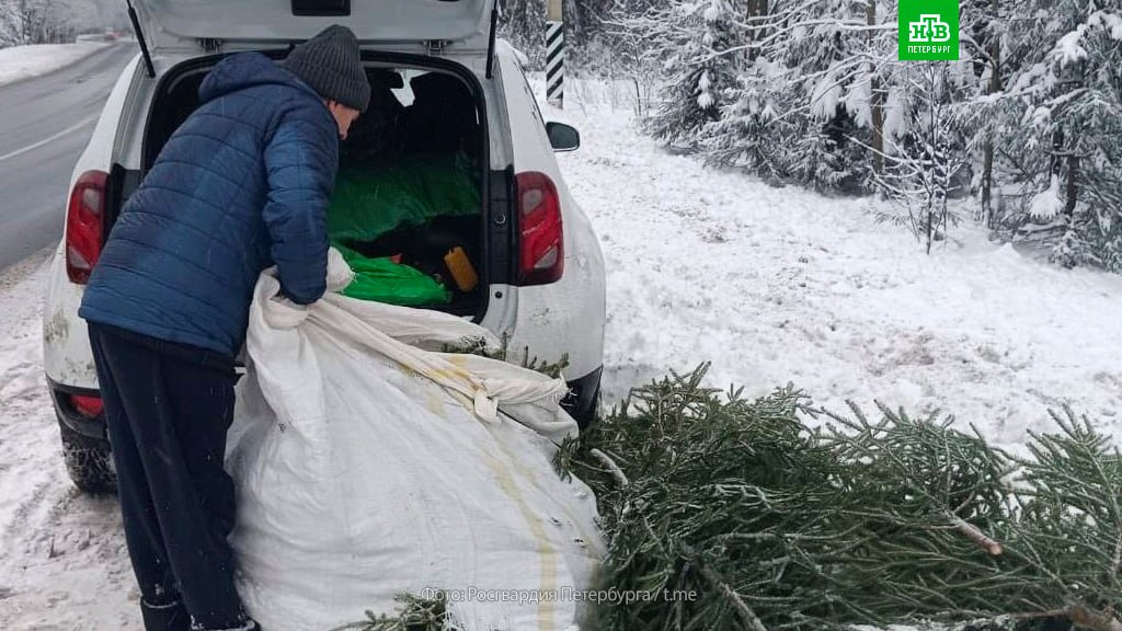 В Зеленогорске наряд вневедомственной охраны остановил черного лесоруба.  На обочине Пухтоловской дороги мужчина загружал в багажник своей машины 84 елки. Порубочного билета на руках не было. Правонарушителя доставили в 81-й отдел полиции.  Там выяснилось, что задержанный хотел перепродать елки. Теперь 30-летнему петербуржцу выпишут штраф в размере 5 тыс. рублей, а также конфискуют две пилы, которыми рубились хвойные.