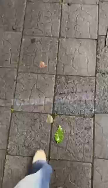 Медведица и мама-утка радуют жителей Керженского заповедника и Владивостока