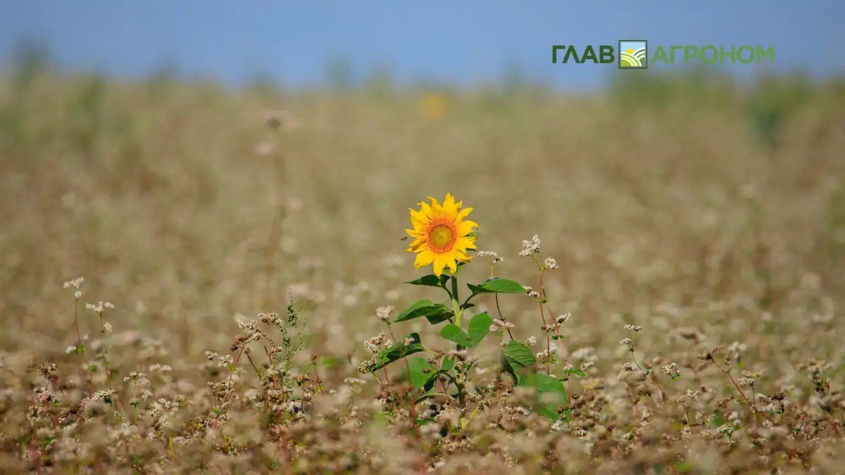 Новосибирская область лидирует по объемам экспорта продукции АПК в СФО Подробности