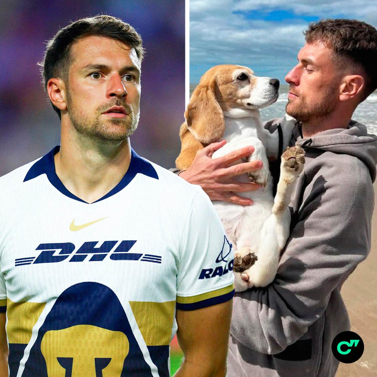 Аарон Рэмзи разорвал контракт с Пумас из за пропажи своей собаки Хейло это выбило игрока из колеи и он решил покинуть Мексику ESPN Mexico Хэйло пропала в начале октября и ее до сих пор не нашли несмотря на обещанное вознаграждение в 20 тысяч долларов Все рекорды сезона в приложении ГОЛ